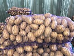 Poļu kartupeļi: Vineta, Soraya, Queen Anne un citi.