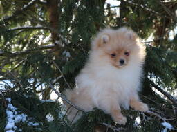 Pomeranian male
