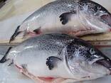 Mackerel Fish/ Frozen Whole Salmon Fish/ Norwegian Prink Salmon Price for sale - photo 3