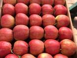 Продам яблоко и грушу Украинские премиум и эконом сортов, соковое, овощи, ягоды 0,3 - 1,5$