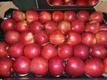Продажа свежих яблок - фото 1