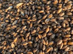 Пшениця Фураж