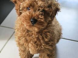 Pūdeļu rotaļu kucēni