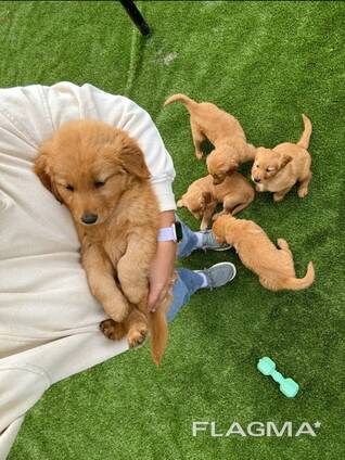 Rudo retrīveru metiens