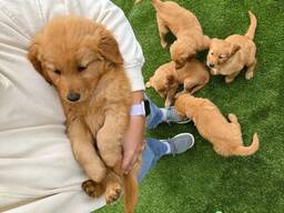 Rudo retrīveru metiens