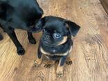 Щенки - фото 3