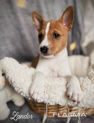 Щенки басенджи Crystal Spirit (Lkf/fci)