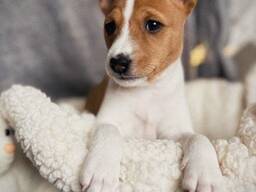 Щенки басенджи Crystal Spirit (Lkf/fci)