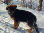 Щенки немецкой длинношерстный овчарки - photo 2