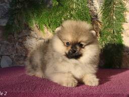 Щенки померанского шпица