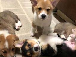 Šie skaistie Kanzasas grāfistē reģistrētie Velsas korgija pembrokas kucēni ir audzināti ģi