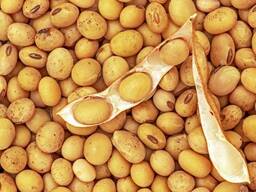 Soybean Grain Non - Gmo For Export