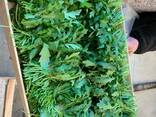 Свежая зелень - фото 3