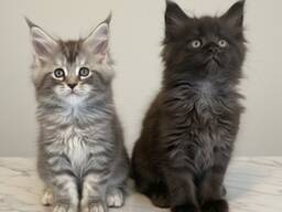 Tīršķirnes Meinas jenotsu kaķēni