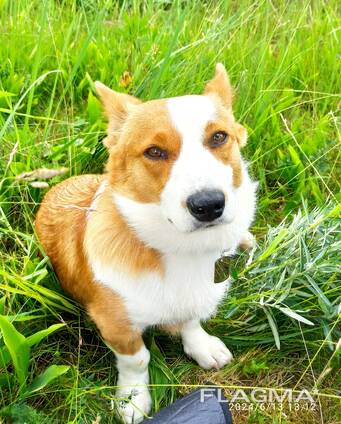 Velš korgijs kardigans