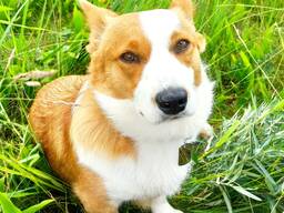 Velš korgijs kardigans