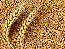 Wheat